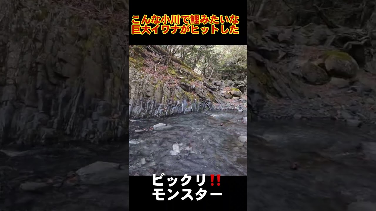 こいつはデカい！源流で巨大イワナがヒットした！！