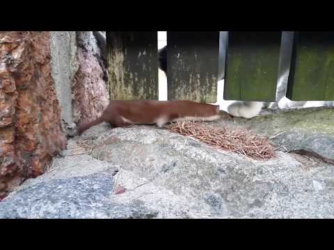 Łasica bawi się z kotem