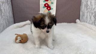 パピヨンの動画01