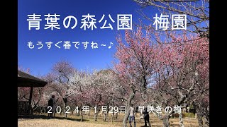 青葉の森公園　梅園