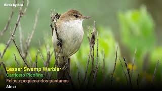 Download lagu 🎵 Penyanyi Buluh Afrika TERSEMBUNYI yang 99% TIDAK AKAN PERNAH Dengar di Alam Liar | Real Sound mp3