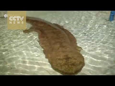 Centuries-old salamander found in Chongqing