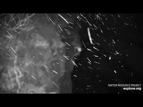 Great Spirit Bluff Falcons cam. Great Horned Owls hooting (sound) - explore 01-06-2022