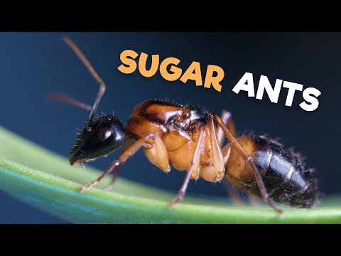 download lagu mp3 mp4 Sugar Ants, download lagu Sugar Ants gratis, unduh video klip Sugar Ants