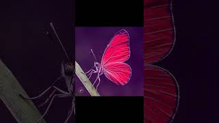 Download lagu #love #remix #dj butterfly mp3