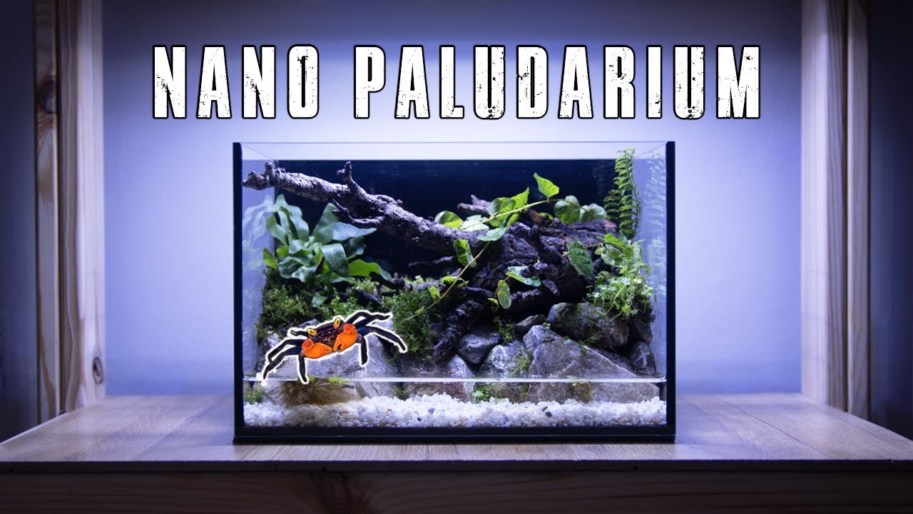 🦀 PALUDARIUM FOR BEGINNERS (SET UP GUIDE)