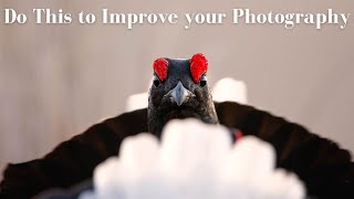 How to Get Better at Wildlife Photography - Fast!