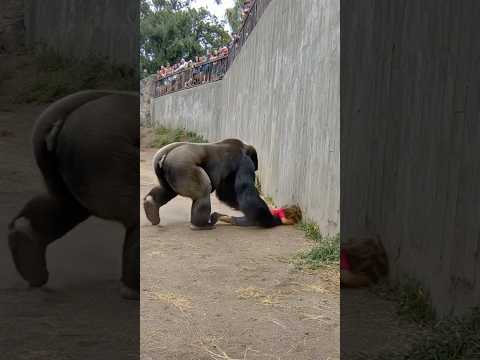 The gorilla started dragging the child, and then..