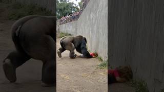 Download lagu The gorilla started dragging the child, and then.. mp3