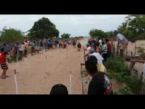 Corridas de cavalos em