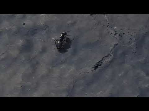 Carpenter Ants Found Near Hazlet, NJ home