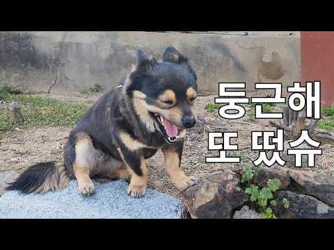 365일 매일 출근하는 시고르자브종 모음집