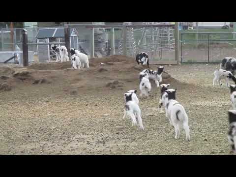 The Leaping Lamb Gang