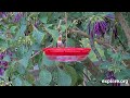 Allen's Hummingbird & Honey Bee at Aryana's Nectar Feeder