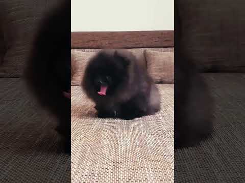 Deutscher Zwergspitz Welpe kaufen
