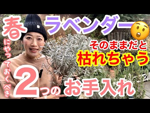 ラベンダーの植え付け:これに注意する必要があります 植物