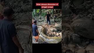 Download lagu A giant eel has been found on the riverbank, many people were shocked #shortvideo #eel mp3