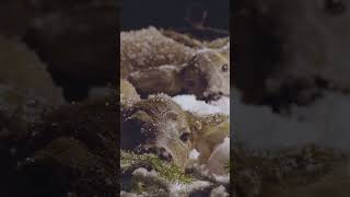 Die Jagd im Pielachtal auf Gams und Reh bei Neuschnee 🇦🇹 von @WildfilmAustria