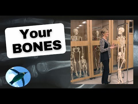 Intro Skeleton and Bone Tissue | A&P Basics 💀🐧
