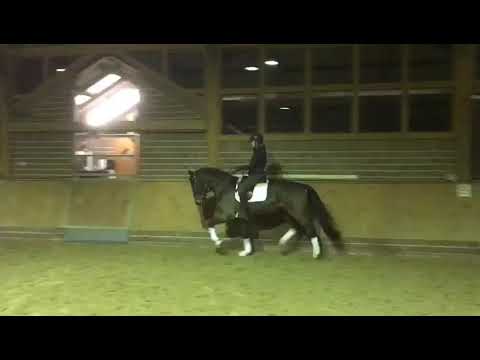 Franz v. Fidertanz x Argentinus *2016