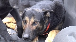 MY SHEPHERD KILLING MY NEIGHBOR&#39;S CAT....CAN DOGS FEEL REMORSE OR SORROW?