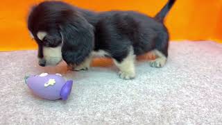 ミニチュアダックスの動画01