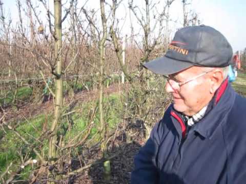 LEZIONE # 40 POTATURA PERE - TAGLIARE LE SCHIENE