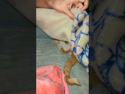 Has has | diljit singh x sia dil tenu de dita