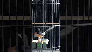 Download lagu MURAI GACOR NEMBAK ISIAN MURAI AIR MANCUR‼️#shorts #muraibatu #muraibatugacor mp3