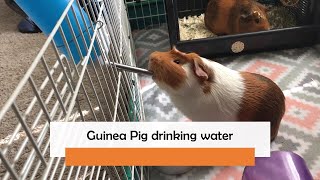 Guinea Pig drinking water | How Guinea Pig drinks water