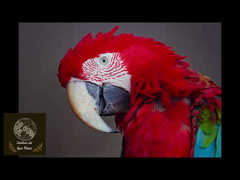 Musica de Rezo - Índios Guarani - Orekatu Roetcha - interp Canal da Alma
