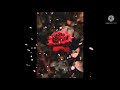 Phool Main Bheju Whatsapp Status Video ️ ️