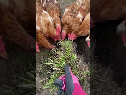 庭にミミズを引き寄せる方法は？家庭菜園の大切な友人への間違いのないアドバイス  庭園