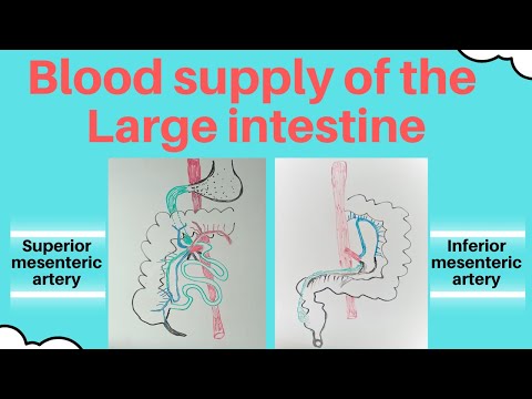 Blood supply of the large intestine