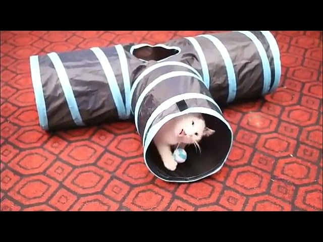 Vídeo relacionado con Jeanoko Túnel de Gato para Mascotas Juguete Plegable de poliéster para Mascotas Tubos de túnel para Gatos Juguete con crujido Mirilla sonajero Pelota Juego Feliz