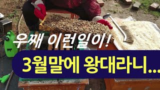 무왕군 합봉하기, 3월말 이 절박한 시기에 왕대를 달다니...