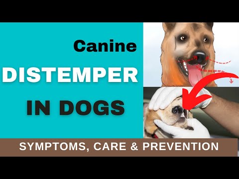 How to Recognize Distemper Symptoms in Dogs (TREATMENT & PREVENTION)