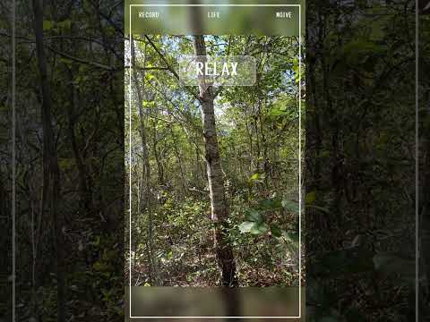 esse vídeo tá mostrando um pouquinho dos mato aqui do Maranhão aquelas madeiras diferentes