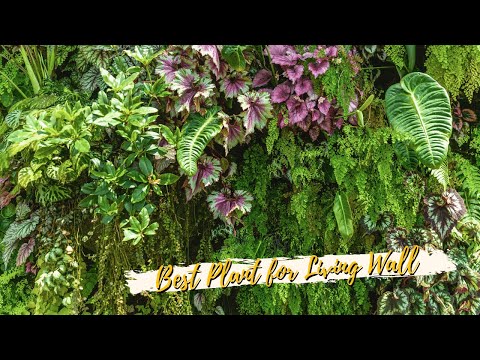 10 Best Plants for Living Wall 🎍🌿 Vertical Garden Plants