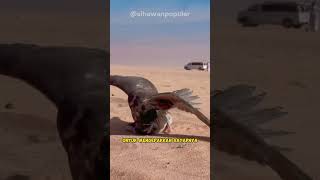 Download lagu Inilah burung falcon yang bagaikan Jet tempur  #hewan #hewanberbahaya #shortvideo mp3