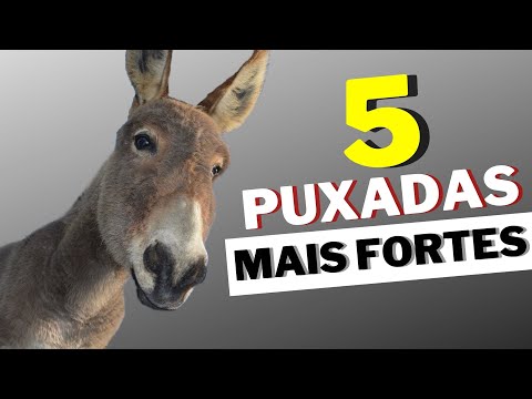 Puxada do burro - Jogo do bicho
