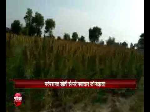 17 ptp quinoa kheti District. Sri ganganager