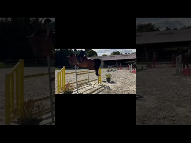 Hongre de 6 ans très concours 