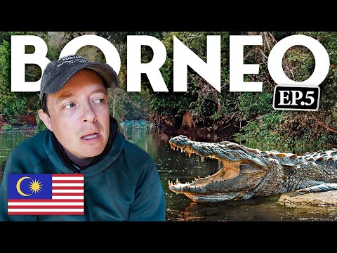 Nature's PARADISE IN BORNEO 🇲🇾 (3 Day Kinabatangan River Cruise)