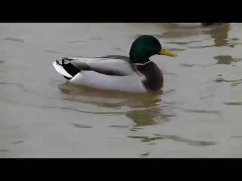 Piotrków Trybunalski. Jezioro Bugaj. Łabędzie i kaczki.