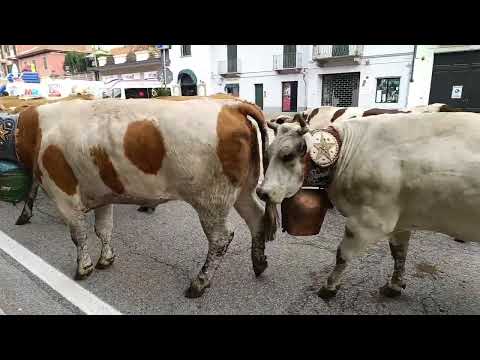 Transumanza a Carignano