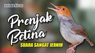 Download lagu MASTERAN PRENJAK BETINA GACOR SUARA JERNIH... mp3