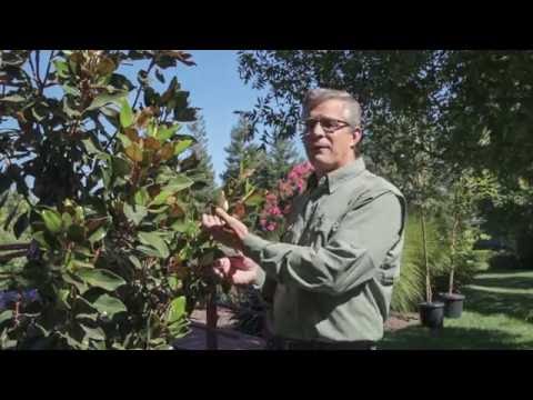 Magnolia Little Gem - Trees 101