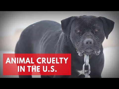 Animal cruelty in the U.S. - Best and worst states for animal protection laws