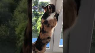 Calico cat is eager to escape